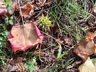 Close-up of a Liquidambar styraciflua (American Sweetgum) seed pod on the ground among autumn leaves and grass, showing natural texture, seasonal change and botanical detail.