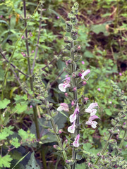 Jerusalem salvia or Jerusalem sage (lat.- salvia hierosolymitana)