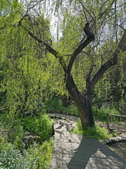 Weeping Willow tree (lat.- salix babylonica)