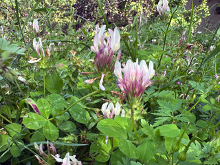 Blossom star clover (lat.- Trifolium stellatum)