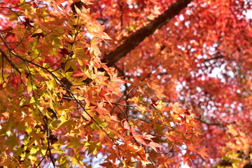 兵庫　紅葉　こうよう　モミジ　五鈷山　光明寺