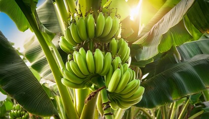 Fresh Green Bananas On The Plant