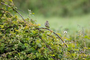 Adult Meadow Pipit (Anthus pratensis) in European grasslands