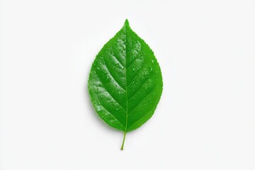 Close-up of a fresh green leaf with water droplets on a white background, showcasing nature's beauty