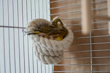 Small yellow canary bird resting comfortably in a cozy woven nest inside a birdcage, surrounded by metal bars and a soft wooden background, showcasing a serene pet environment
