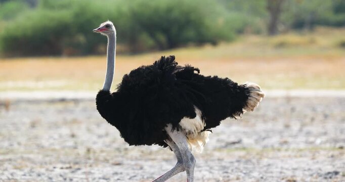 Large Common ostrich walking on a dry plain during a drought in Moremi Game Reserve in Botswana