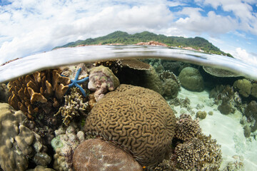 Fototapete bei efototapeten.de bestellen   