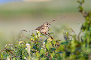 Adult Meadow Pipit (Anthus pratensis) in European grasslands