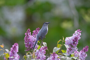 Grey Catbird perched on a flower