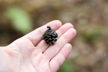 Small pine cone in a hand, copy space. Small beautiful cone in hand. Close-up of a hand holding a small pine cone over a blurred grassy background. Forest find. Autumn forest