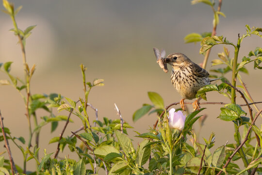 Adult Meadow Pipit (Anthus pratensis) in European grasslands