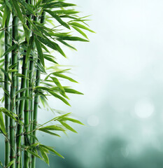 Naklejka premium Lush Green Bamboo Stalks with Soft Background