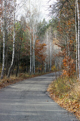 Obraz premium Road through autumn forest. Colorful Autumn scene on countryside road in the forest. Autumn trees in an autumn forest. Tranquil autumn forest