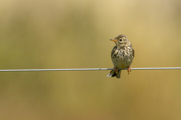 Adult Meadow Pipit (Anthus pratensis) in European grasslands