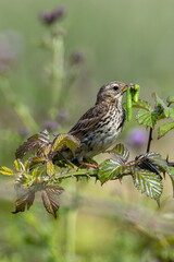Adult Meadow Pipit (Anthus pratensis) in European grasslands