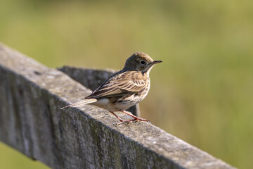 Adult Meadow Pipit (Anthus pratensis) in European grasslands