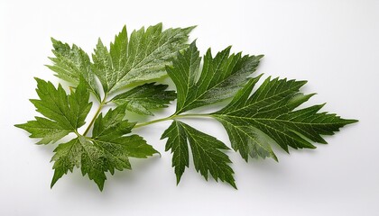 Fototapeta premium Angelica Keiskei Ashitaba Or Tomorrow S Leaves On White Background