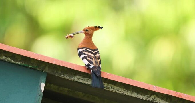 African hoopoe standing on a roof with an insect in a garden in Kasane, Botswana