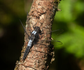 Closeup adult male Chalk-fronted Corporal Skimmer Dragonfly on a tree trunk