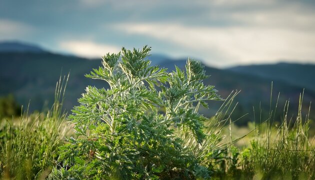 Bitter Wormwood Artemisia Absinthium Bush Grows In Nature
