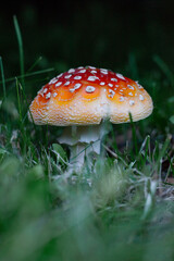 Macro Red & White Mushroom