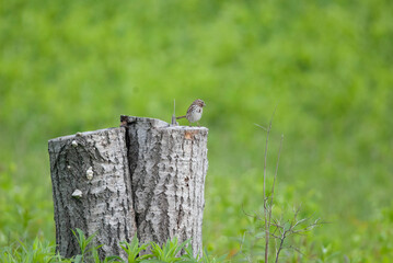 A Song Sparrow perched on an old stump