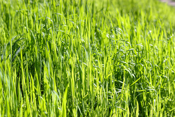 Green grass texture close up. Green background. Grass under the sun. Texture of green fresh grass. Close-up on a green lawn, green grass texture background. Bright green grass on the sunny day
