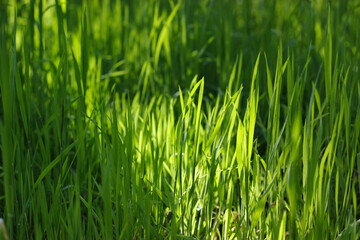 Green grass texture close up. Green background. Grass under the sun. Texture of green fresh grass. Close-up on a green lawn, green grass texture background. Bright green grass on the sunny day