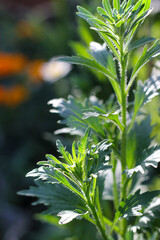 Chrysanthemum leaves. Leves in the sun. A close up of green Chrysanthemum leaves. Ornamental plant. Green leaves of a plant. Growing plants. Beautiful autumn chiaroscuro