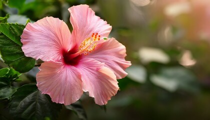 Delicate Pink Hibiscus Flower With Lush Foliage On A Muted Backdrop