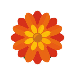 Vibrant Orange Flower Isolated on White Background for Design