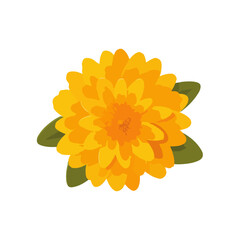 Vibrant Yellow Flower with Green Leaves on White Background