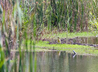 Squacco heron (lat.- Ardeola ralloides) on a pond in the park in Tel Aviv