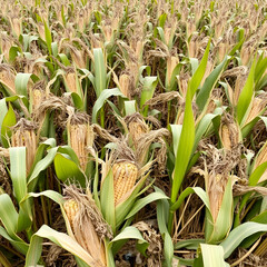 agricultural field of harvested corn with remains from the plants