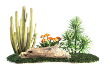 Showcases a desert garden scene with cacti succulents and flowers.