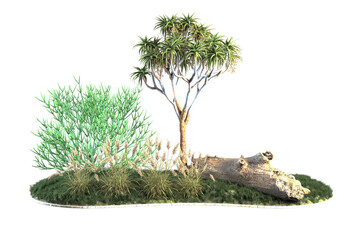 Vegetation scene featuring a quiver tree and a log.