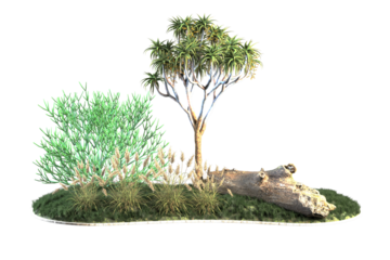 Vegetation scene featuring a quiver tree and a log.
