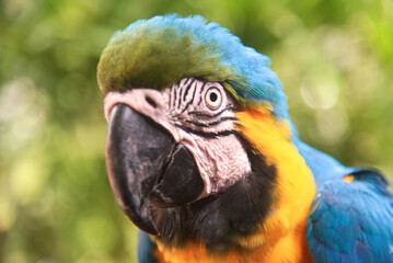 The Canindé macaw, also known as the yellow-bellied macaw, arari, yellow macaw, blue-and-yellow macaw, araraí and canindé, is concentrated in the Amazon region up to northern Paraguay and Bolivia.
