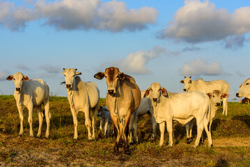 Cattle herd grazing in rural landscape, Jacaraú, Paraíba, Brazil