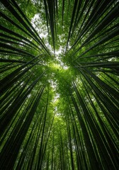 Fototapeta premium Towering bamboo stalks create an immersive, lush green cathedral canopy reaching high into the sky, suggesting quietude and natural wonder ,scenic ,texture ,landscape