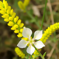 Genista Anglica, Petty Whin, Needle Furze or Needle Whin. It is a shrubby flowering plant of the family Fabaceae.