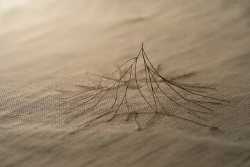 Dry plant on a sandy surface