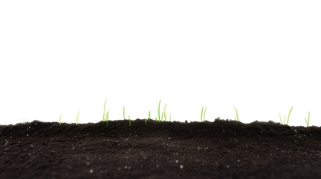 Close-up of sprouting green plants in dark fertile soil on transparent background
