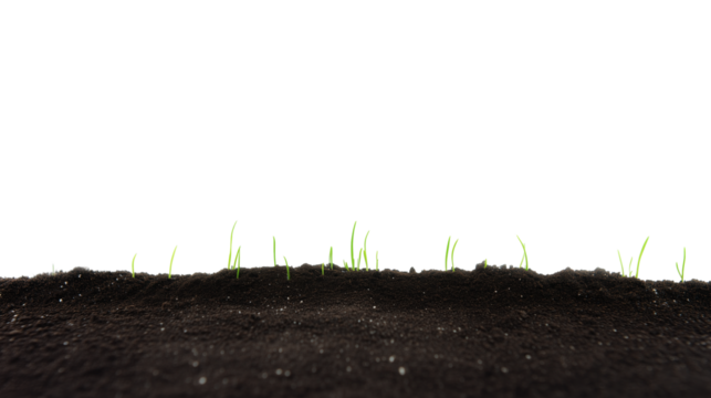 Close-up of sprouting green plants in dark fertile soil on transparent background