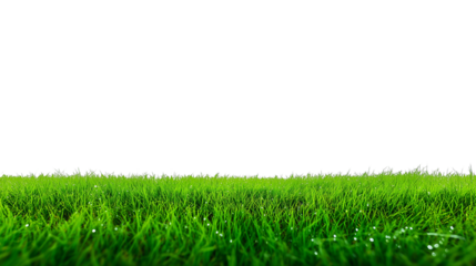 Expansive grassy field with water droplets under natural daylight, transparent background