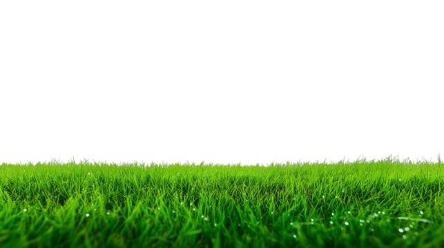 Expansive grassy field with water droplets under natural daylight, transparent background