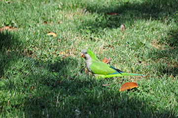 Green parrot on a grassy background