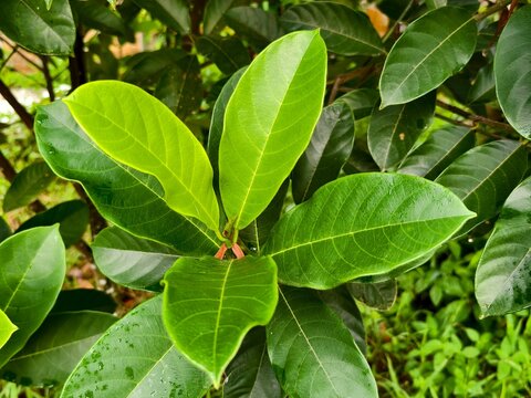 young cempedak leaves in the morning