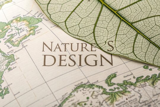 Leaf over vintage world map displaying natures intricate design