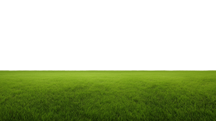 Expansive field of vibrant green grass with transparent background